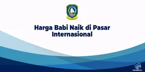Harga Babi Naik di Pasar Internasional