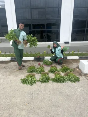 Akhir tahun panen sayur
