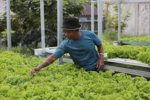 Munzir Purba Isi Masa Pensiun Dengan Bertani Hydroponik