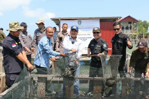 Taba Iskandar Wakili Gubernur Ansar Panen Ikan Kerapu Cantang di Pulau Akar