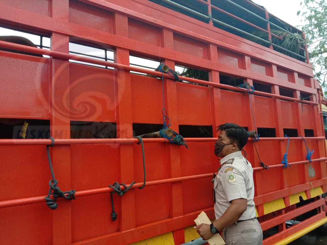 Karantina Periksa Sapi Kurban Jokowi di Bintan