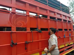 Karantina Periksa Sapi Kurban Jokowi di Bintan