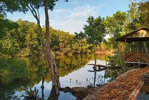 Hutan Mangrove - Wisata Teluk Sebong Pulau Bintan
