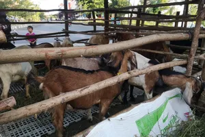 Jelang Idul Adha, Penjualan Hewan Kurban Masih Sepi Peminat