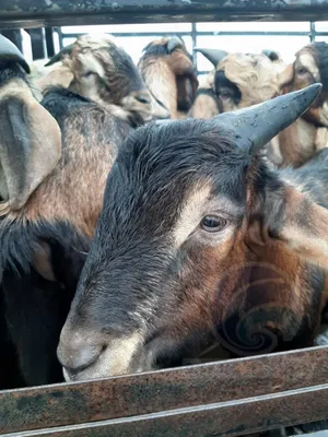 Iduladha Sudah Dekat, Pemasukan Hewan Kurban Semakin Meningkat