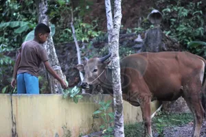 Kemenag Kepri : Pemotongan Hewan Qurban Di Lakukan Di RPH