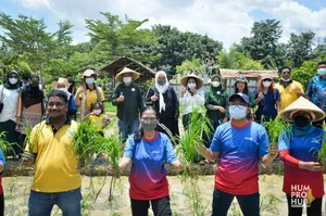 Ketika Wagub Marlin dan Para Ekspatriat Menanam Padi