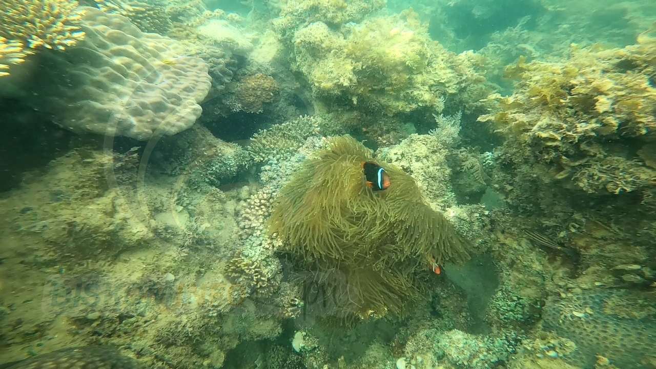 DKP: Rumput Laut Potensial Berkembang di Kepri