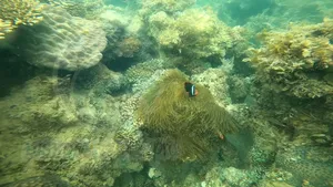 DKP: Rumput Laut Potensial Berkembang di Kepri