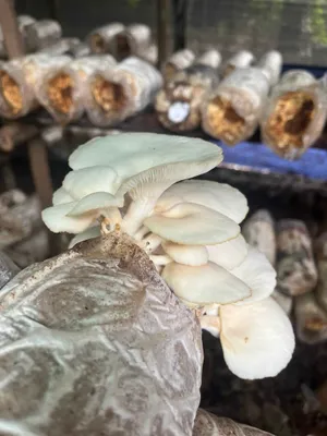 Panen di Musim Hujan.... Budidaya Jamur Putih Kampung Karang Rejo Tanjungpinang