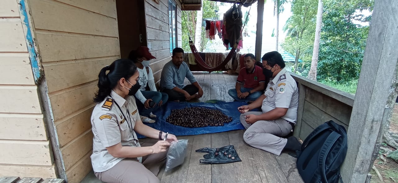 Cengkih dan Pala Anambas Dinilai Berkualitas Tinggi