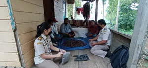 Cengkih dan Pala Anambas Dinilai Berkualitas Tinggi
