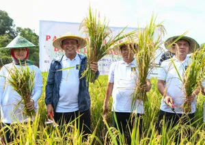 Gubernur Ansar Ikut Panen Perdana Padi Program Pembina Narapidana Rutan Kelas 1 Tanjungpinang