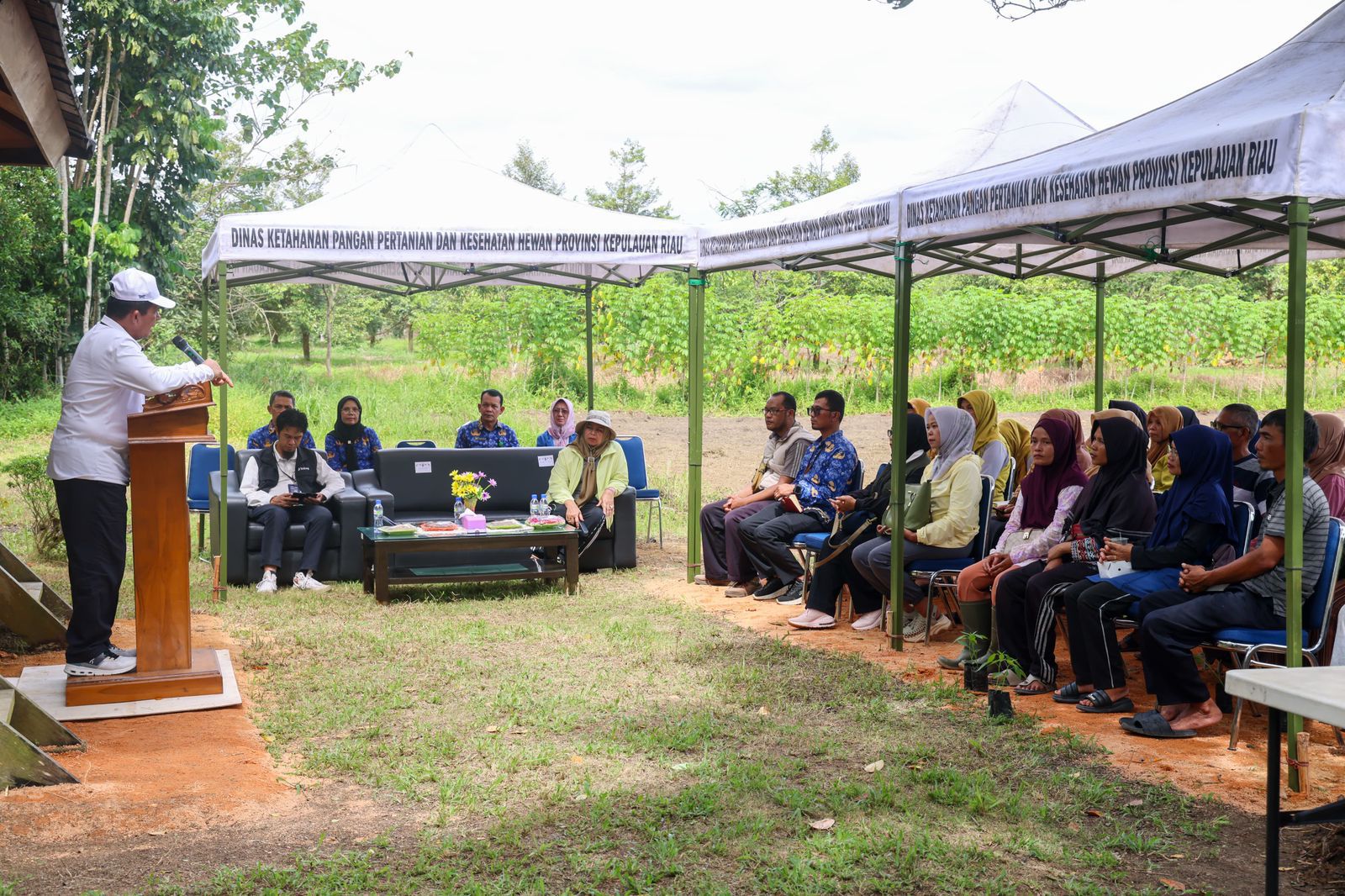 Pemprov  Kepri Bagikan Bibit Cabai Gratis, Ayo Manfaatkan Perkarangan Rumah