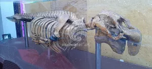 Jaga Dugong, Penyeimbang Ekosistem Laut