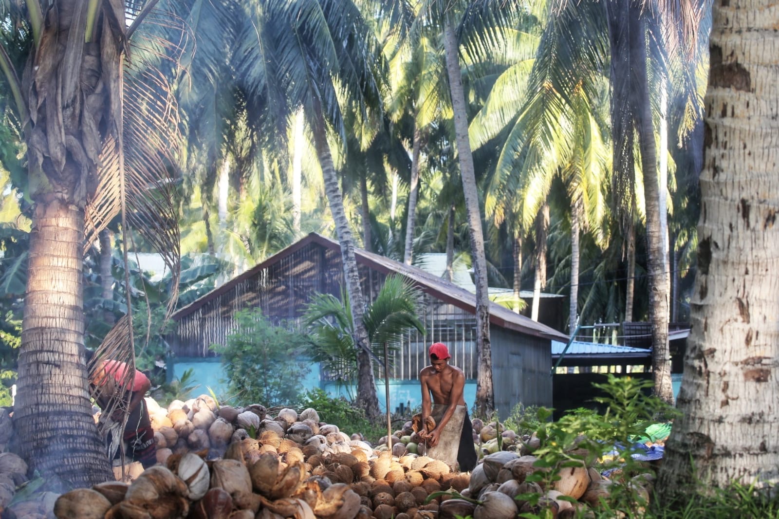 Volume Ekspor Kelapa dan Turunannya dari Kepri Januari-Mei 2025 Meningkat