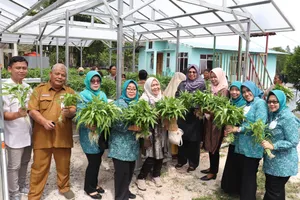 Dewi Ansar Bersama Warga Kampung Panglong Panen Sayuran Kangkung Hidroponik