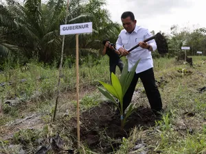 Gubernur Ansar Tanam Bibit Kelapa Genjah dan Panen Udang di Pulau Kundur