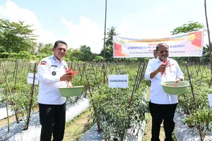 Serahkan Bantuan Untuk Petani Cabai di Moro, Ansar Sebut Komoditi Cabai Berpengaruh Besar Terhadap Inflasi