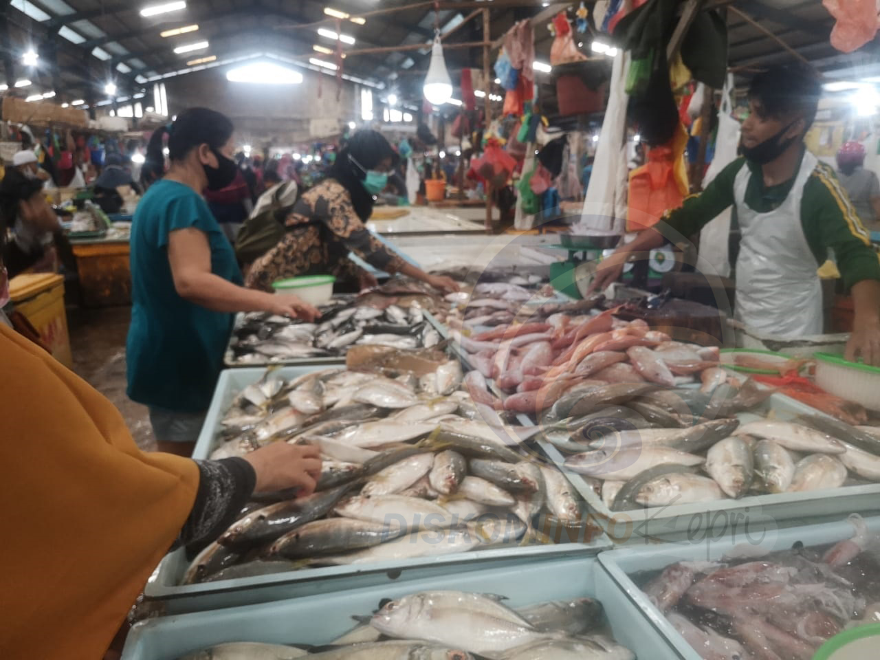 Harga Ikan Dingkis di Tanjungpinang Capai Rp500.000 per kg