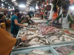 Harga Ikan Dingkis di Tanjungpinang Capai Rp500.000 per kg
