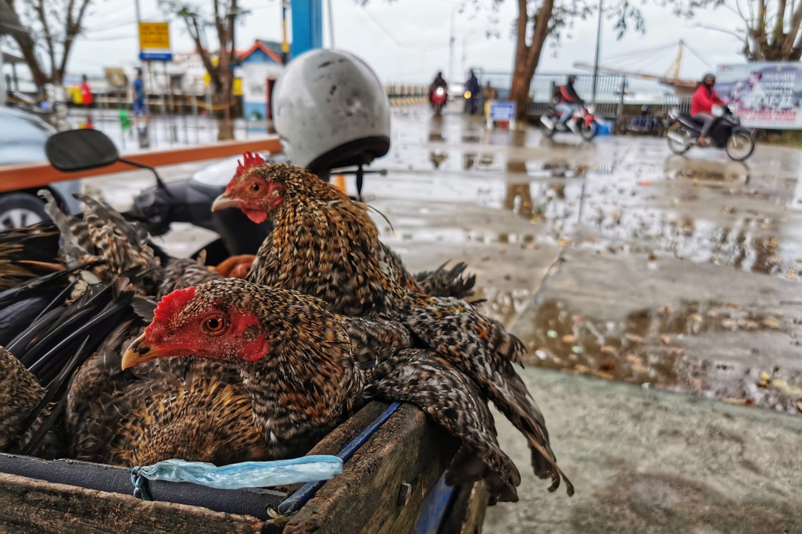 Sekda Misni Jawab Pandangan Umum Fraksi DPRD terhadap Ranperda Penyelenggaraan Peternakan dan Kesehatan Hewan
