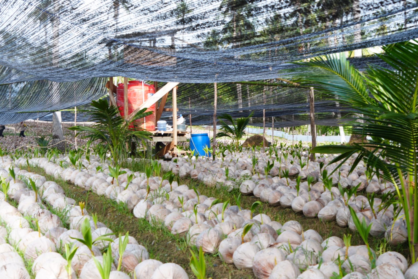 Melihat Pengembangan Bibit Kelapa Varietas Unggul Lokal di Natuna