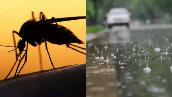 Musim Hujan Tiba, Kenali Gejala DBD dan Cara Mencegahnya