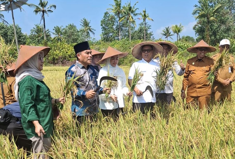 KEPALA DKP2KH DAMPINGI WAGUB KEPRI PANEN RAYA PADI DI KABUPATEN NATUNA