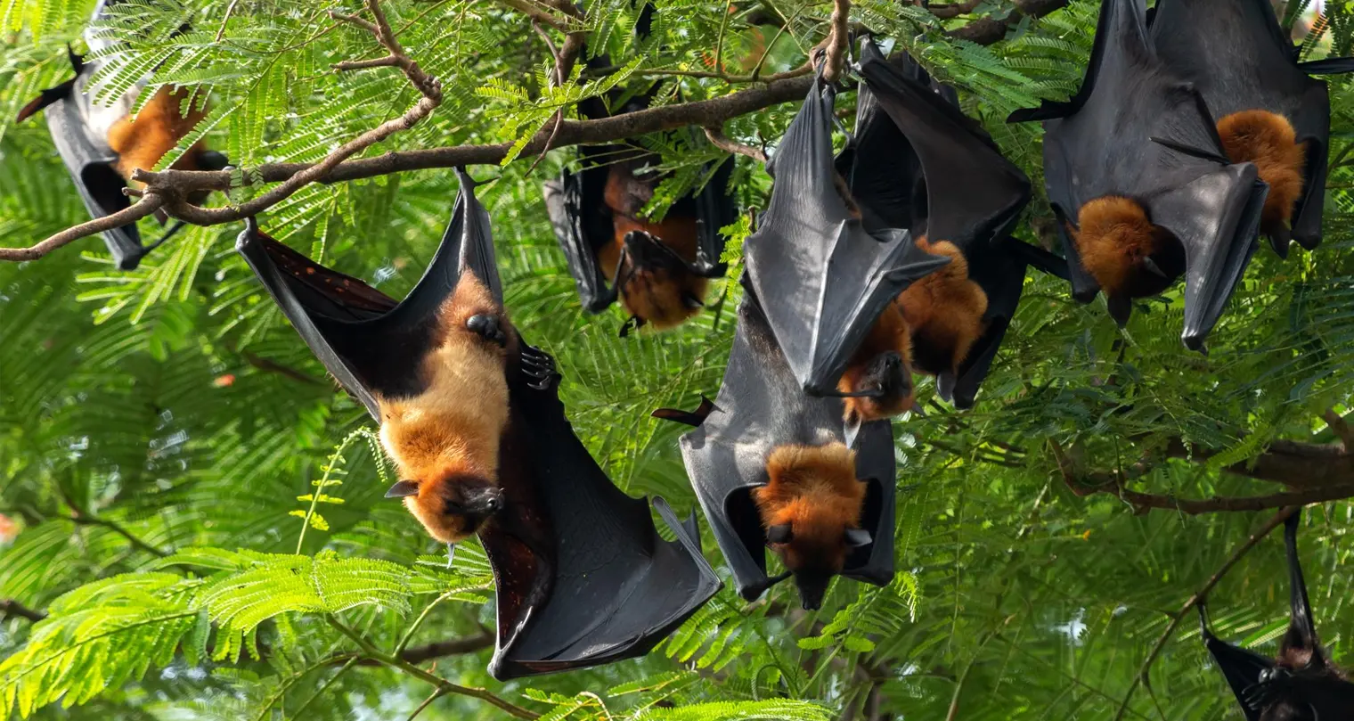 Mengenal Virus Nipah, Gejala, dan Cara Pencegahannya