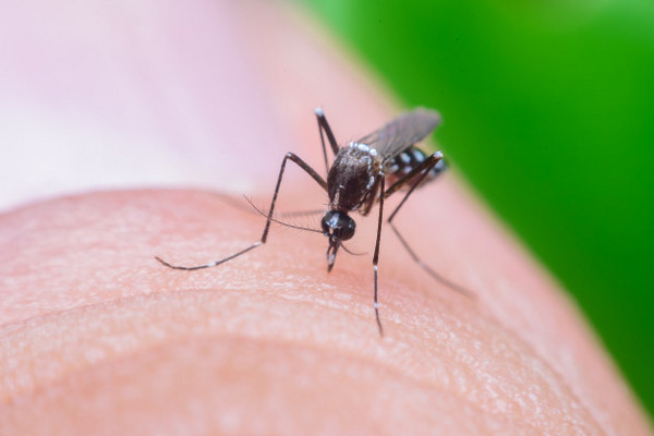 Waspada DBD di Tengah Pandemi COVID-19