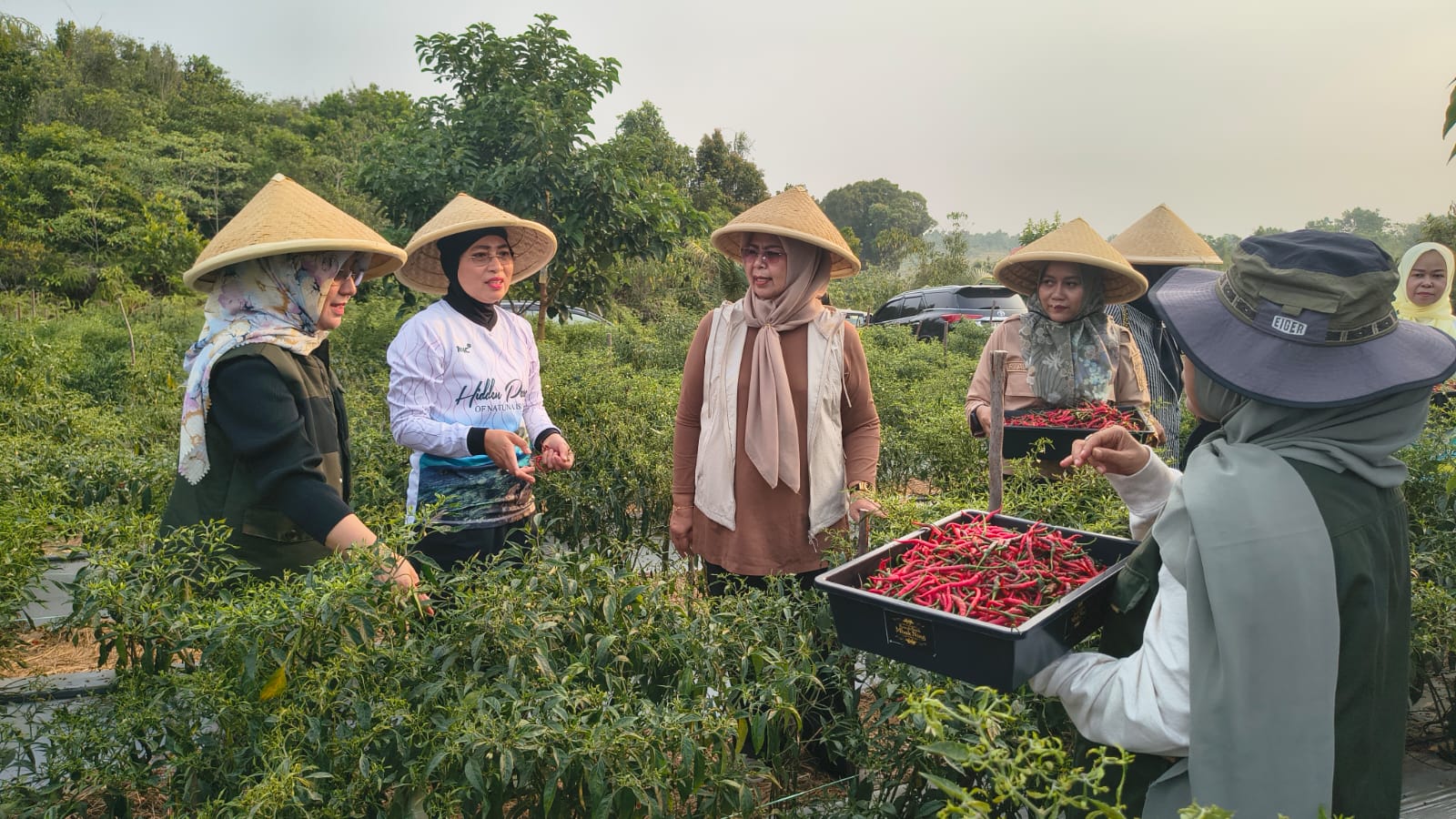Panen Cabai Merah di Bintan, Pemprov Kepri Dorong Penguatan Produksi dan Infrastruktur Petani